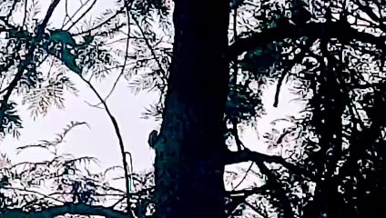 Babbler bird sound | चर्खी पक्षी की आवाज़ | parrot bird sound