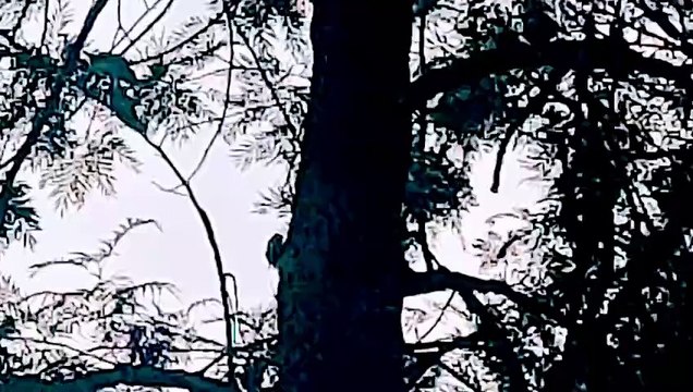 Babbler bird sound | चर्खी पक्षी की आवाज़ | parrot bird sound