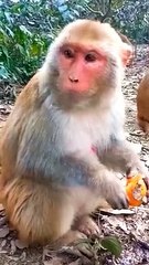 Viral Honuman Shorts, Honuman Funny Moments, Mankey Video, Bandar Shorts, Mankey Reaction Video #Animalsvideo#Trendingvideo#Funnyvideo