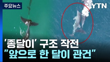 [취재앤팩트] "앞으로 한 달이 관건"...남방큰돌고래 낚싯줄 제거 작업 / YTN