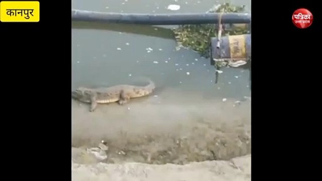 वीडियो: गंगा में मगरमच्छ देखने के लिए उमड़ी भीड़, 19 सेकंड का वीडियो वायरल