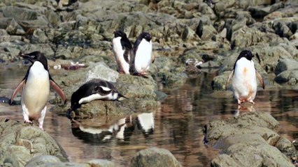 Deadly bird flu found in penguins near Antarctica