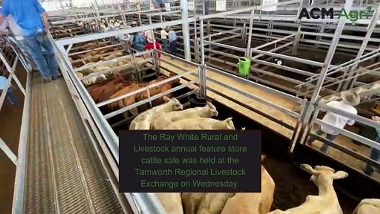Ray White Rural and Livestock annual feature store cattle sale