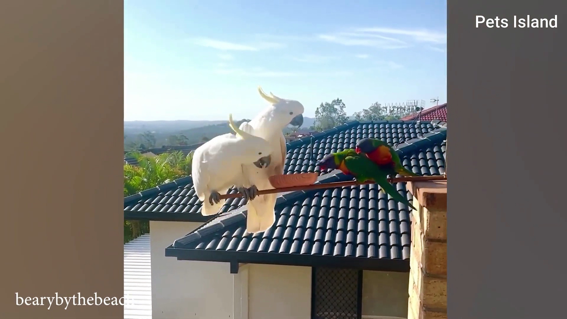 The FUNNIEST Parrots   Best Compilation (2024)