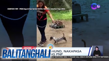 Alagang dachshund, nakapasa bilang K9 dog ng PNP | BT