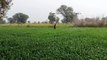 गेहूं के खेत में ड्रोन से किया यूरिया का छिड़काव, एक बीघा में पांच मिनट का लगा समय