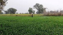 गेहूं के खेत में ड्रोन से किया यूरिया का छिड़काव, एक बीघा में पांच मिनट का लगा समय