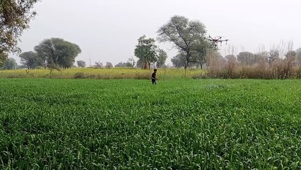 गेहूं के खेत में ड्रोन से किया यूरिया का छिड़काव, एक बीघा में पांच मिनट का लगा समय