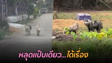 สนุกกันใหญ่ ! เมื่อไซบีเรียนหลุดออกจากบ้าน งานนี้บอกเลยมีแต่เละ
