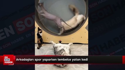 Arkadaşları spor yaparken tembelce yatan kedi