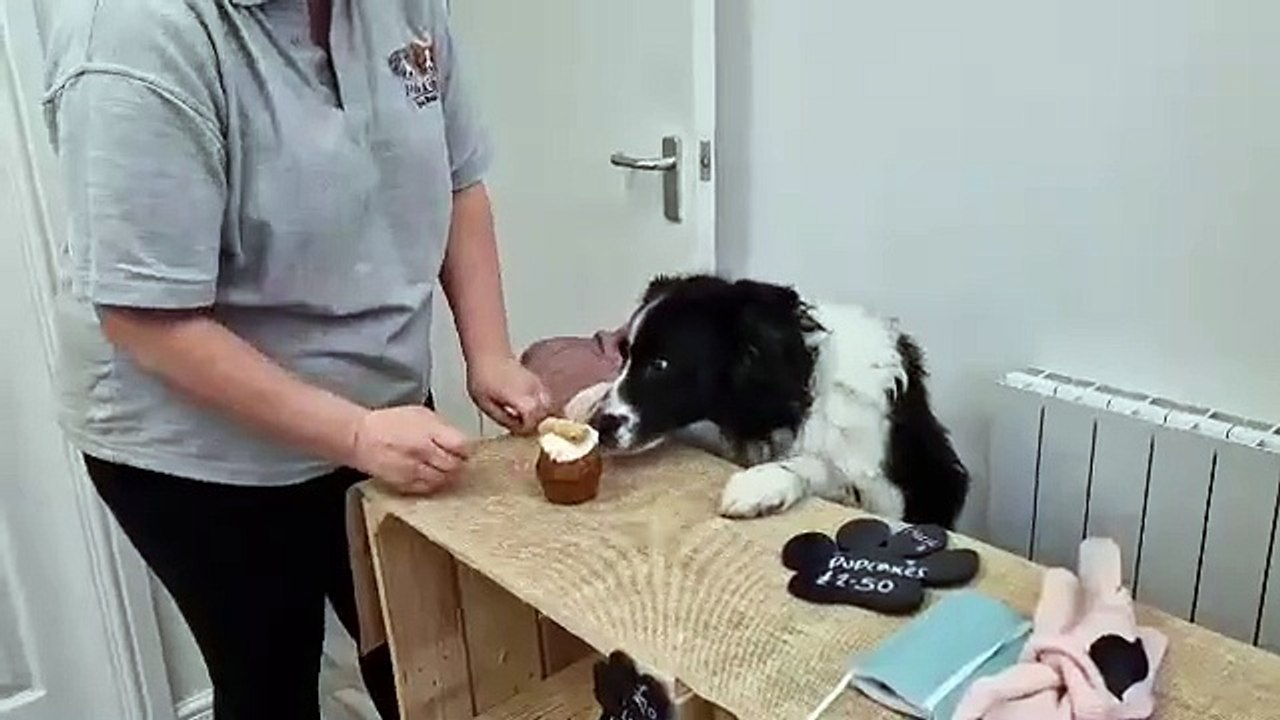 Millie the border collie taste tests a pup cake at newly opened Padiham  Millie and Ruby dog bakery