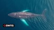 Humpback whale set up home near harbour in Iceland for three weeks delighting tourists and locals