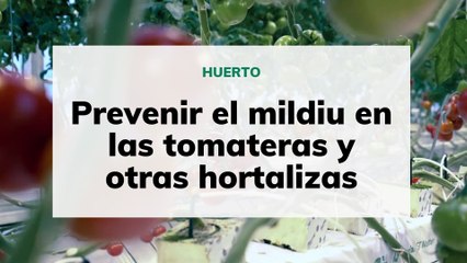Consejos efectivos para prevenir el mildiu en tus tomateras y hortalizas 🌱