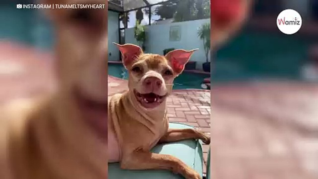 Frau adoptiert den hässlichsten Hund im Tierheim, doch mit dem Ende hat sie nicht gerechnet (Video)
