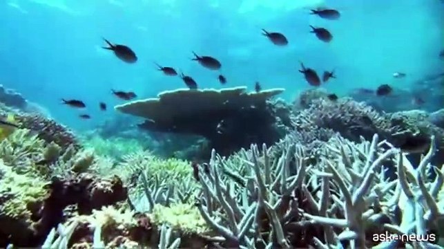 Australia, scienziati a lavoro per salvare i rari pesci che camminano