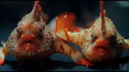 Australia, scienziati a lavoro per salvare i rari "pesci che camminano"