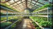 Exploring the Hydroponic Salad Revolution: From Farms to Forks #SaladLoversUnite