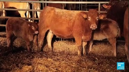 Colère des agriculteurs : que dit le traité du Mercosur-UE ?