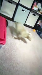 Try Not To Laugh  | Funny Animals Compilation  #Short #Funny #Animals