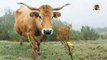 cow mooing- sound effect_ cow sound 1