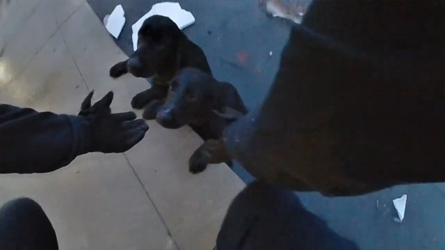 Buzlu gölette mahsur kalan iki köpeği polis kurtardı