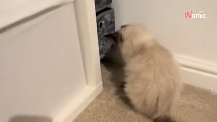 Ils achètent un chaton et réalisent qu’il manque quelque chose : « Surprise ! »