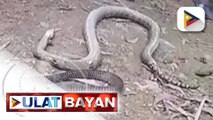 Paglabas sa lungga ng mga King Cobra sa Cebu, ikinababahala ng mga residente