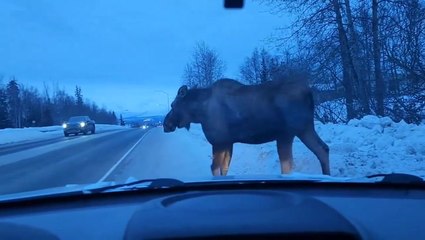 Moose on the loose halts traffic as it ambles across Alaska road