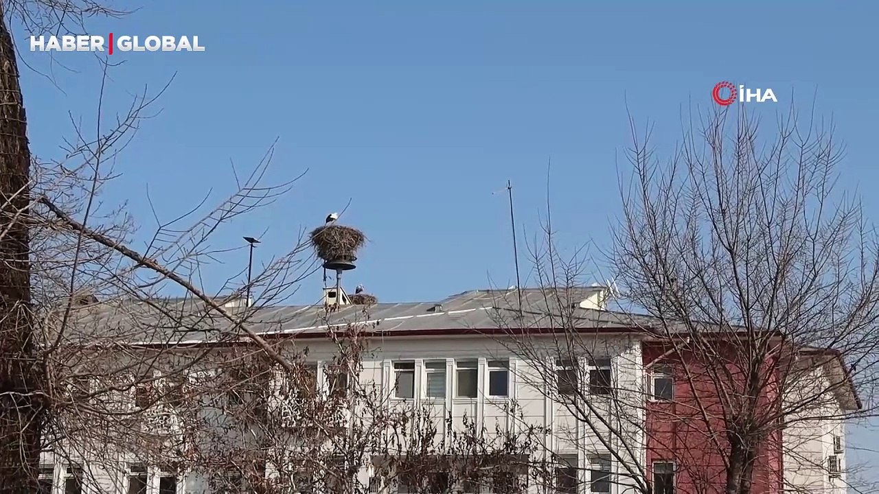 Iğdır'ın simgesi leylekler kış ayında şehri terk etmedi