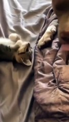 The Ultimate Cat Comedy Compilation  #Cat #Funny #Shorts
