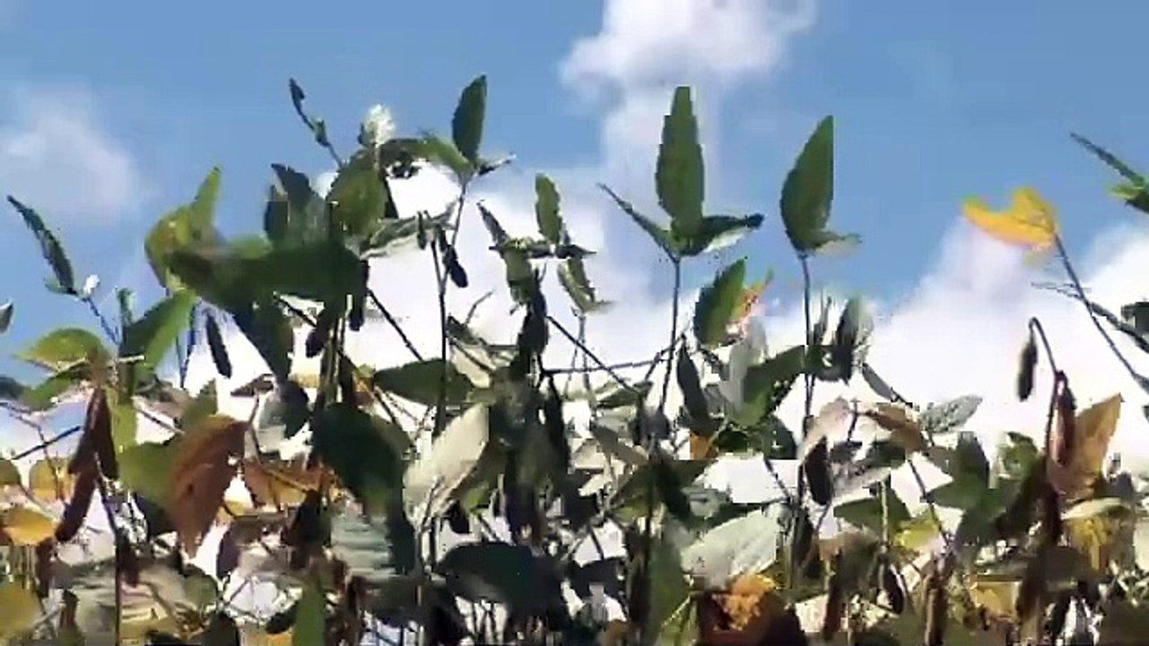 La forêt amazonienne peut-elle partir en fumée