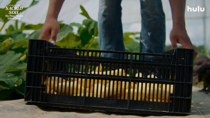 Sacred Soil: The Piney Woods School Story - Official Trailer