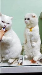 Give_Me____#catsloversworlds_#catstagram_#catsoftiktok_#catsofinstagram_#catsloversworld_#catsofinsta_#catsound_#cats_#catsofig_#catlover_#catlife_#