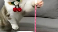 Happy_birthday_kitty___Follow_@pet.lover28__#pussycats_#cats_#cat_#catsofinstagram_#pussycat_#bangelcat_#instagram_#catstagram_#kitten_#catlover_#ki