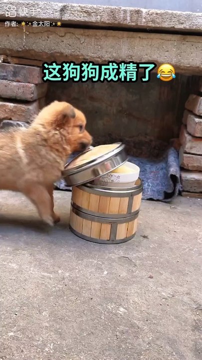 Trending funny video for entertainment