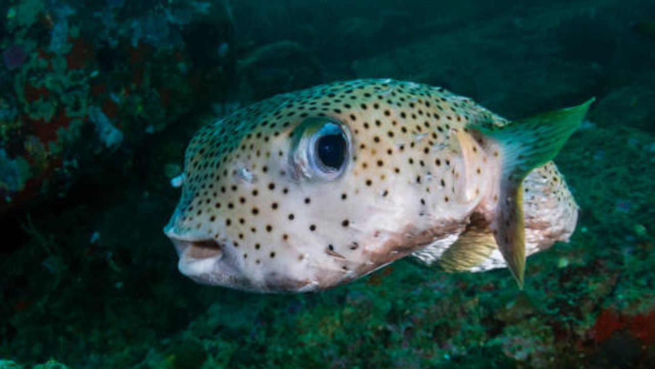 Hombre Muere Tras Comer Un Pez Globo Muy Venenoso