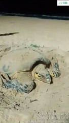 Tartaruga pente desova na praia de Cruz das Almas, em Maceió