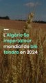 L'Algérie 5e importateur mondial de blé tendre en 2024