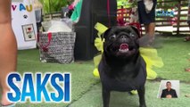 Fur pets at fur parents, sabay-sabay na sumayaw ng samba | Saksi