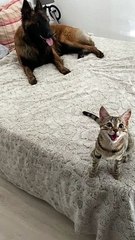 When Your Dog and Cat Are Besties