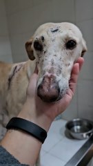 Sin voz pero no sin esperanza: la terrible situación de los galgos en España