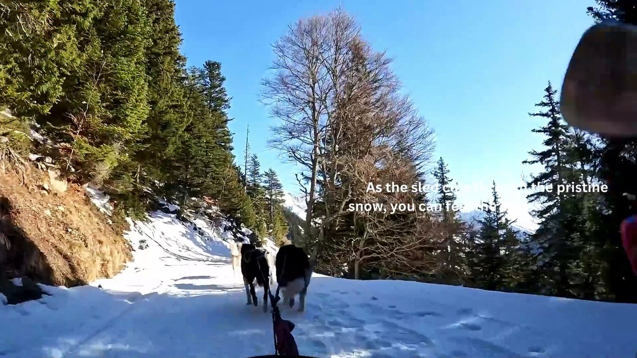 Dog Sledding in Alaska