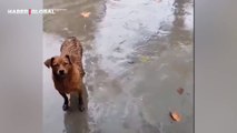Şiddetli yağmurda bebekleri için yardım talep eden anne köpek bakışlarıyla ağlattı