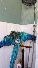 Parrot Sings in the Shower