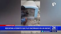 Lambayeque: rescatan a perrito que fue encerrado al interior de un nicho