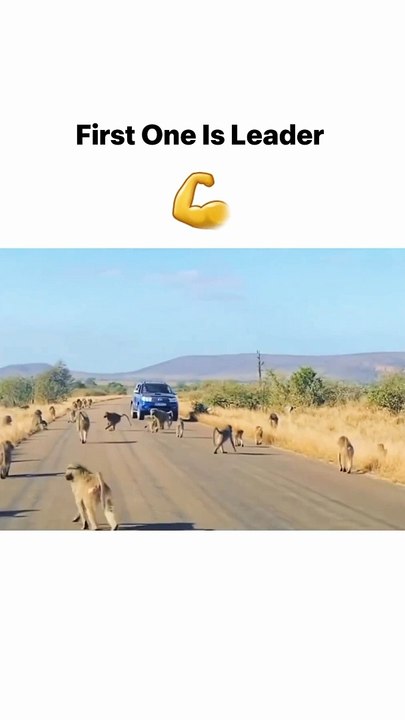 Baboons vs Big Cat