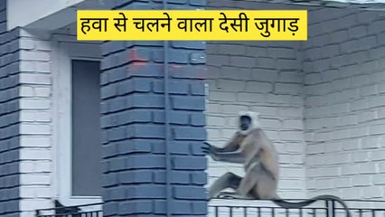 बन्दर भगाएं देसी तकनीक से | देसी जुगाड़ | monkey
