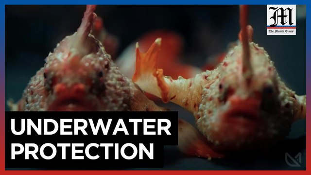 Australian scientists work to conserve rare handfish