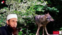 100 Wolves Request to Muhammad (PBUH) Tariq Jameel نبی کریم علیہ وسلم سے 100 بھیڑیوں کی درخواست