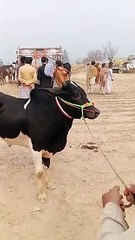 خوبصورت بیل اقبالنگر منڈی میں